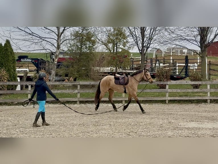 Frison Croisé Hongre 5 Ans 165 cm Buckskin in Gap