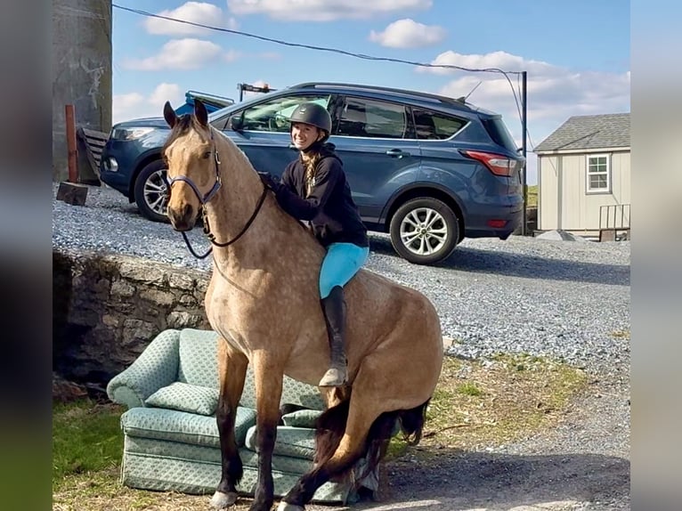 Frison Croisé Hongre 5 Ans 165 cm Buckskin in Gap