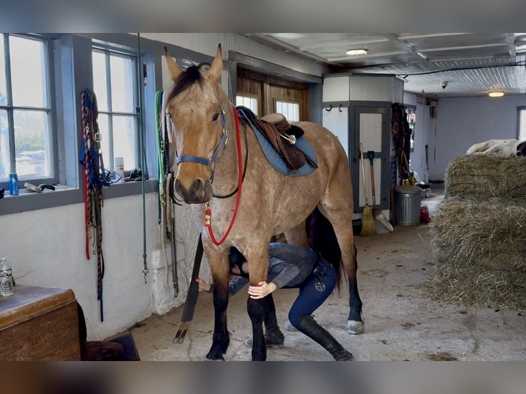 Frison Croisé Hongre 5 Ans 165 cm Buckskin in Gap