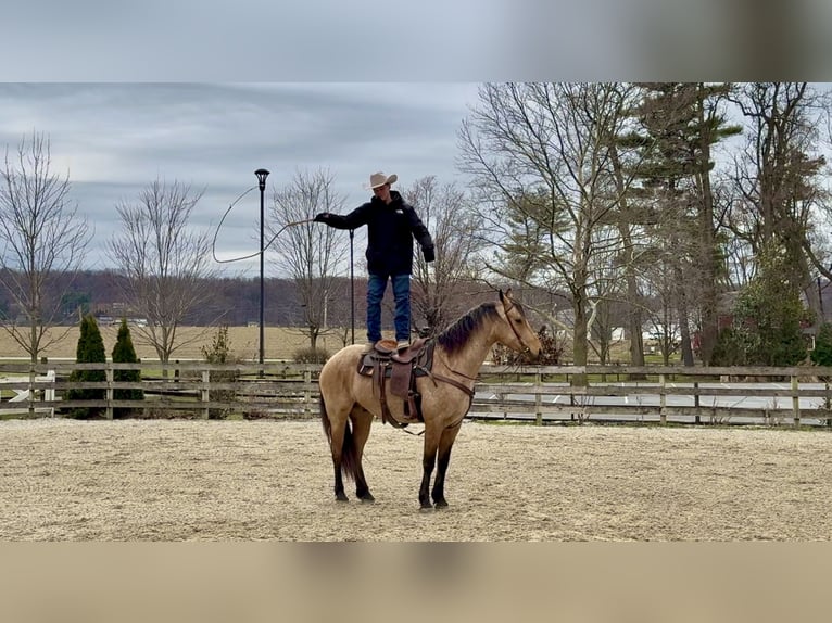 Frison Croisé Hongre 5 Ans 165 cm Buckskin in Gap