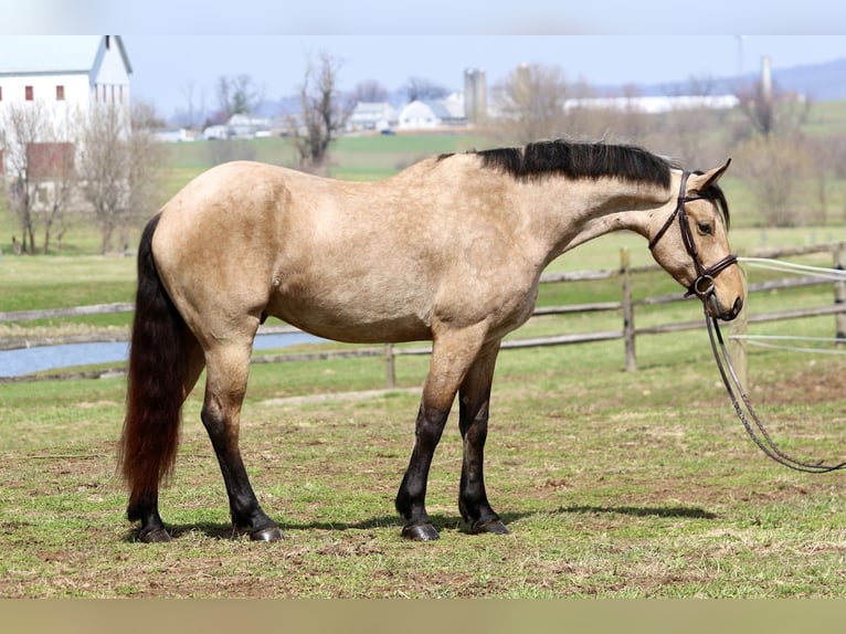 Frison Croisé Hongre 5 Ans 165 cm Buckskin in Gap