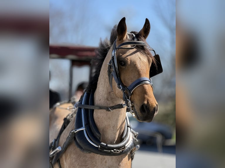 Frison Croisé Hongre 5 Ans 165 cm Buckskin in Gap