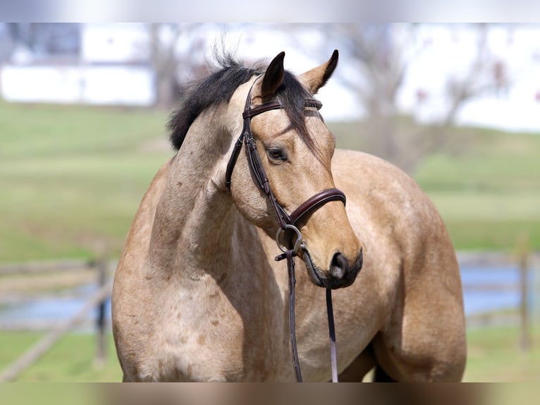 Frison Croisé Hongre 5 Ans 165 cm Buckskin in Gap