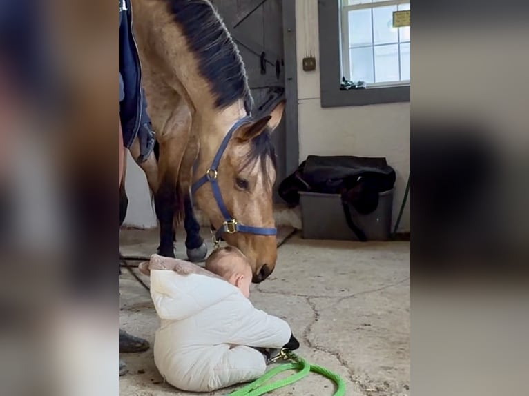 Frison Croisé Hongre 5 Ans 165 cm Buckskin in Gap