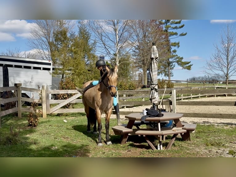 Frison Croisé Hongre 5 Ans 165 cm Buckskin in Gap