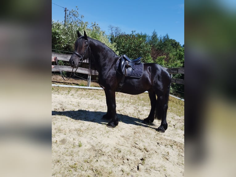 Frison Croisé Hongre 5 Ans 165 cm  in Flammersfeld