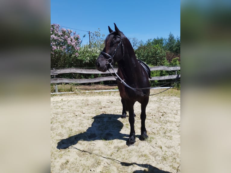 Frison Croisé Hongre 5 Ans 165 cm  in Flammersfeld
