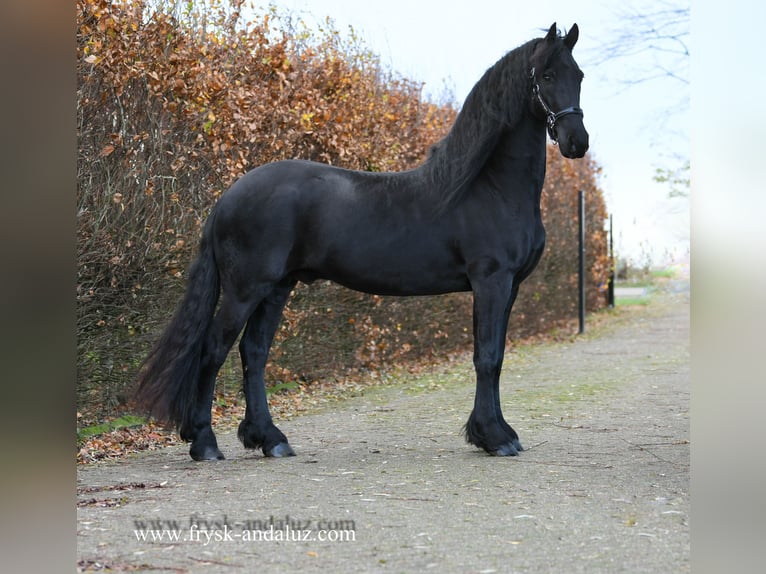Frison Hongre 5 Ans 165 cm Noir in Mijnsheerenland