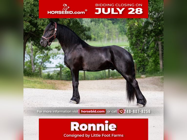Frison Hongre 5 Ans 165 cm Noir in Holly