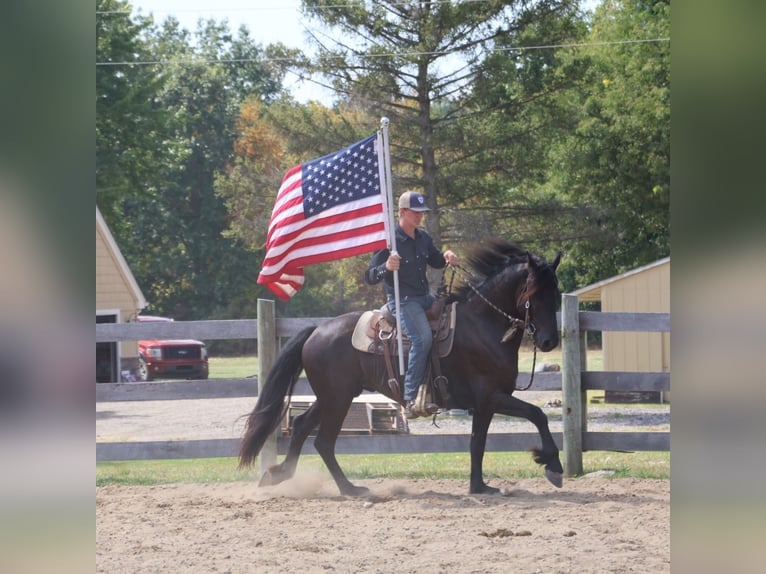 Frison Croisé Hongre 5 Ans 165 cm Noir in Howell, MI