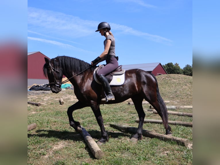 Frison Croisé Hongre 5 Ans 165 cm Noir in Howell, MI