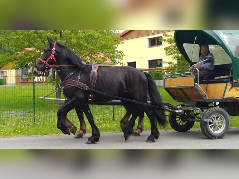 Frison Hongre 5 Ans 166 cm Noir in Kamenz