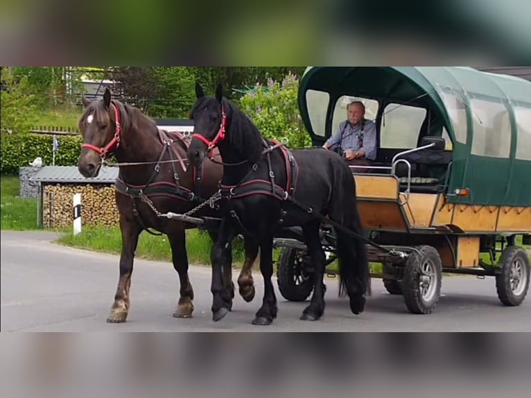 Frison Hongre 5 Ans 166 cm Noir in Kamenz