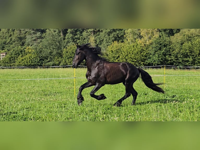 Frison Hongre 5 Ans 166 cm Noir in Michelstadt