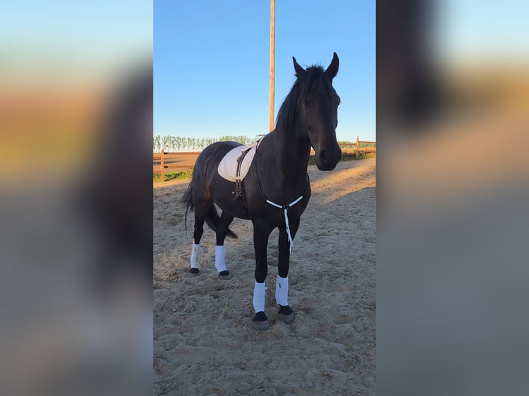 Frison Croisé Hongre 5 Ans 168 cm Bai brun foncé in Brüssow