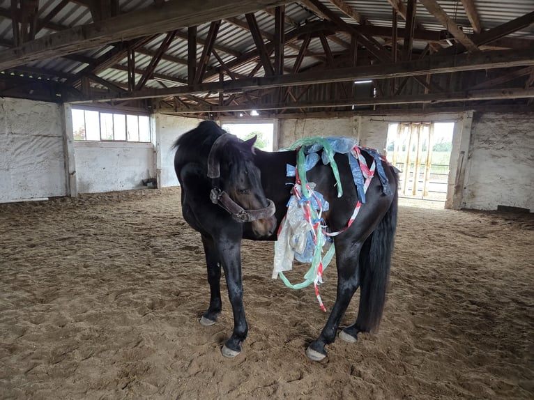 Frison Croisé Hongre 5 Ans 168 cm Bai brun foncé in Brüssow