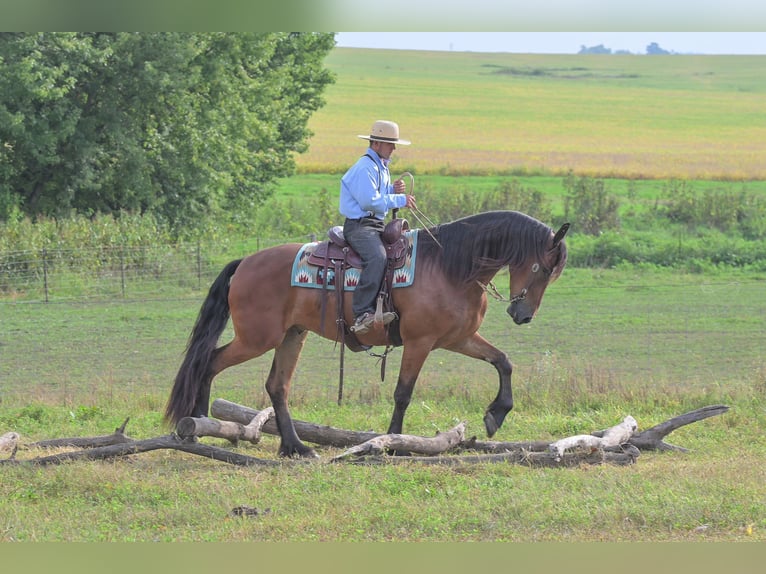 Frison Hongre 5 Ans 168 cm Bai cerise in Fairbank
