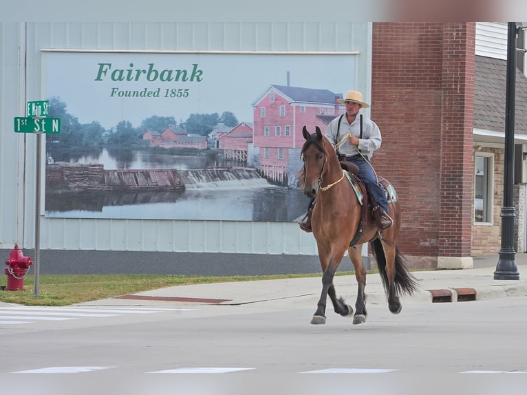 Frison Hongre 5 Ans 168 cm Bai cerise in Fairbank