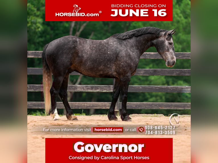 Frison Croisé Hongre 5 Ans 170 cm Gris in Clover, SC