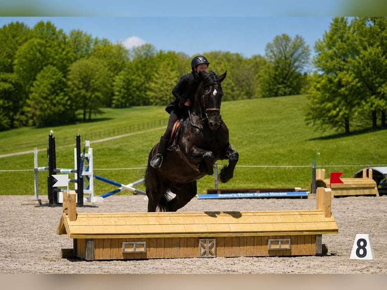 Frison Croisé Hongre 5 Ans 173 cm Noir in Fresno