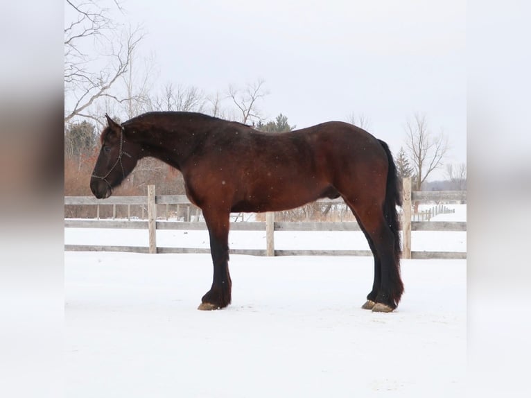 Frison Hongre 5 Ans 173 cm Noir in Howell