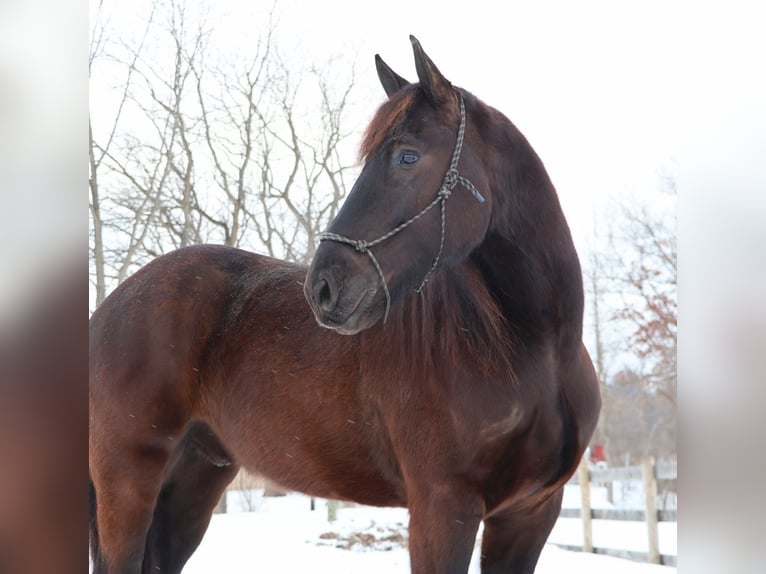 Frison Hongre 5 Ans 173 cm Noir in Howell