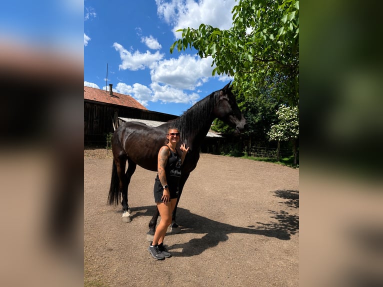 Frison Croisé Hongre 5 Ans 178 cm Noir in Weinburg