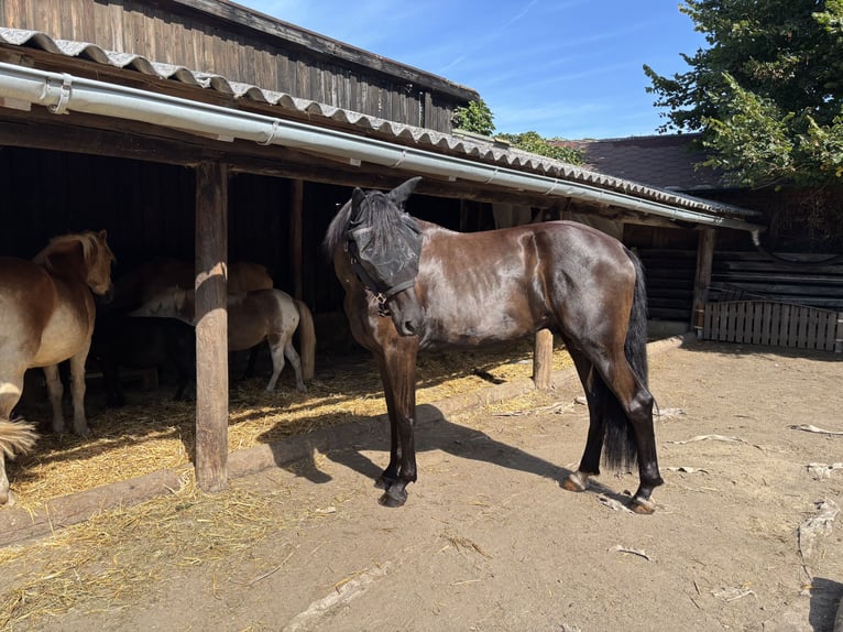 Frison Croisé Hongre 5 Ans 178 cm Noir in Weinburg