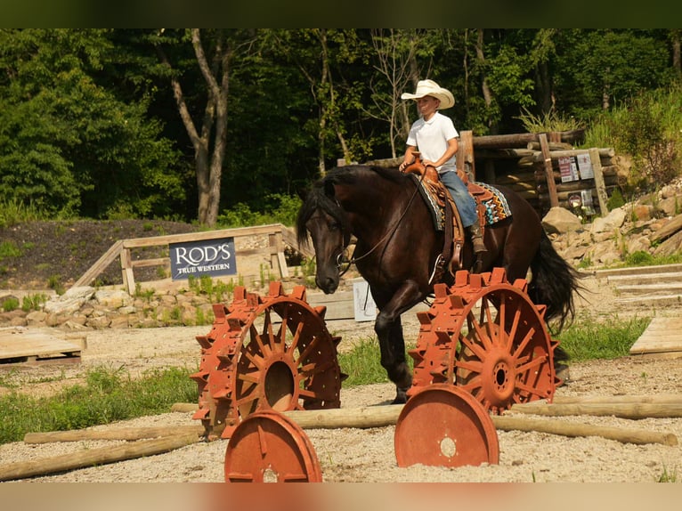 Frison Croisé Hongre 5 Ans 178 cm Noir in Fresno