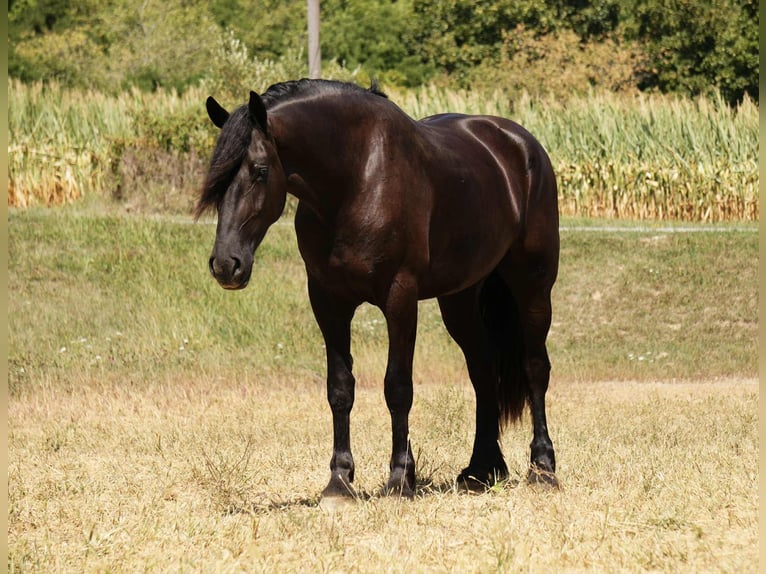 Frison Croisé Hongre 5 Ans 178 cm Noir in Fresno