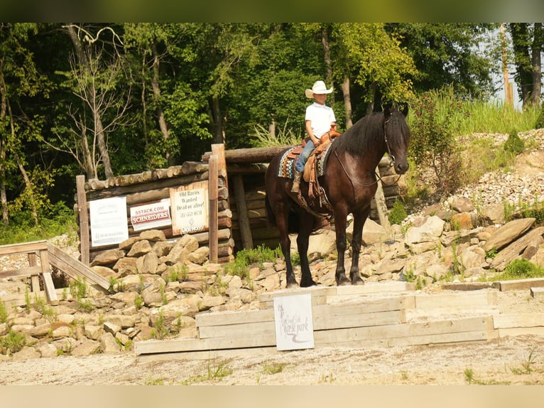 Frison Croisé Hongre 5 Ans 178 cm Noir in Fresno