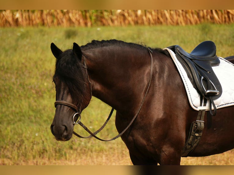 Frison Croisé Hongre 5 Ans 178 cm Noir in Fresno