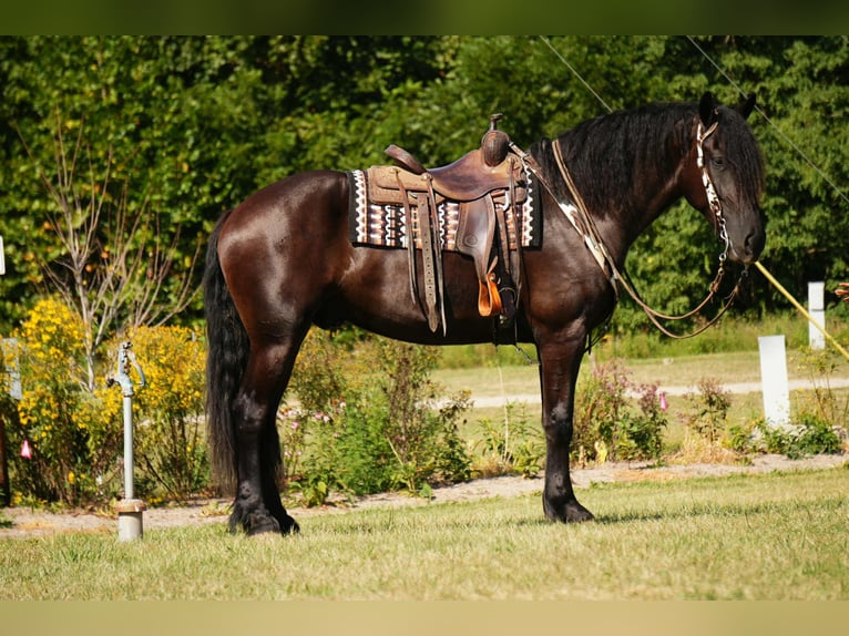 Frison Croisé Hongre 5 Ans 178 cm Noir in Fresno