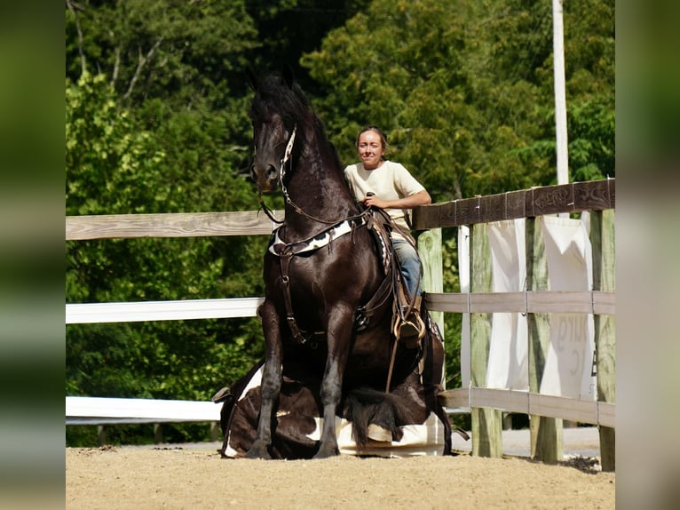 Frison Croisé Hongre 5 Ans 178 cm Noir in Fresno