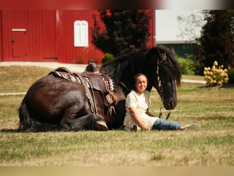 Frison Croisé Hongre 5 Ans 178 cm Noir in Fresno