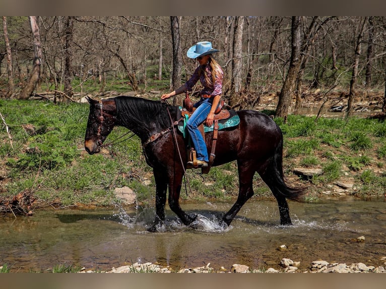 Frison Hongre 5 Ans Bai cerise in Hillsboro KY