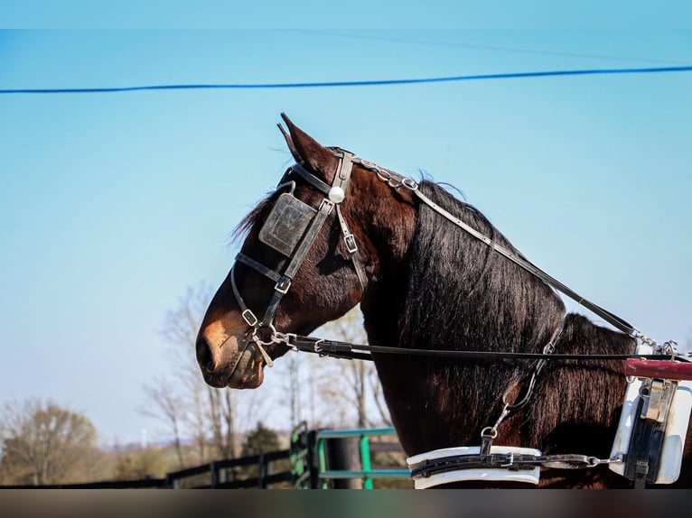 Frison Hongre 5 Ans Bai cerise in Hillsboro KY