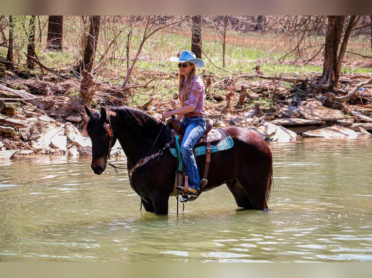 Frison Hongre 5 Ans Bai cerise in Hillsboro KY