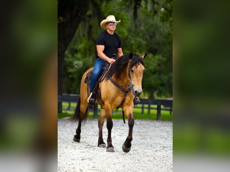 Frison Croisé Hongre 5 Ans Buckskin in Ocala