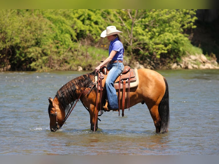 Frison Croisé Hongre 5 Ans Buckskin in Clarion, PA