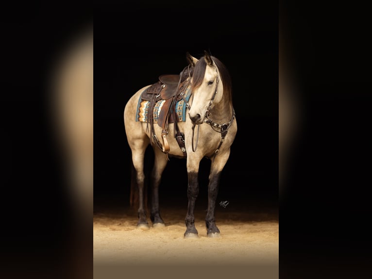 Frison Croisé Hongre 5 Ans Buckskin in Dennison, MN