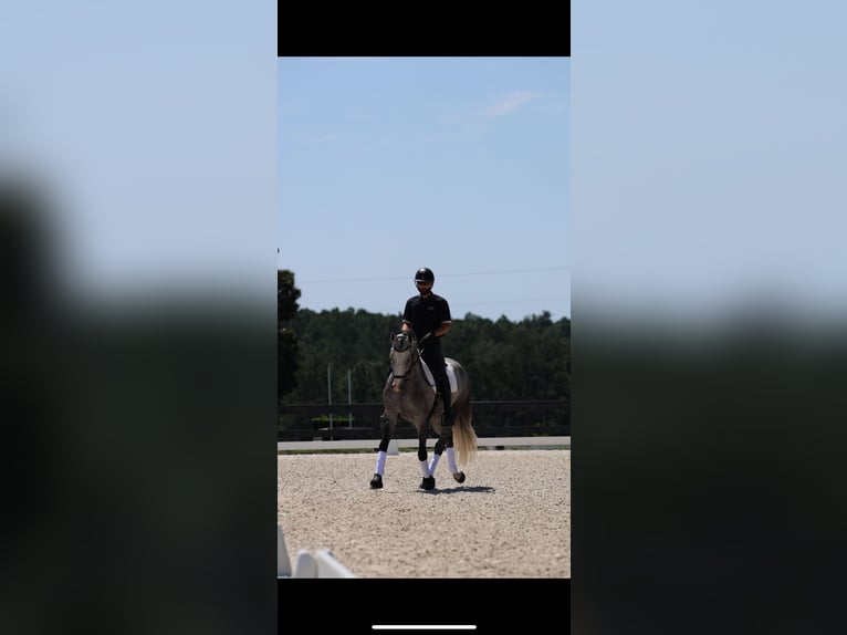Frison Croisé Hongre 5 Ans Gris in Aiken