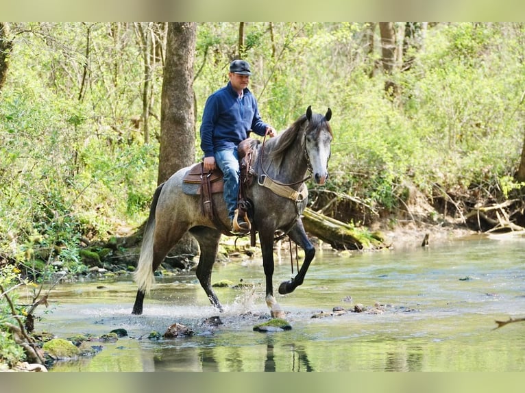Frison Croisé Hongre 5 Ans Gris in Hardinsburg