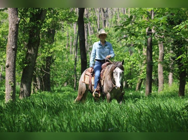 Frison Croisé Hongre 5 Ans Gris in Hardinsburg