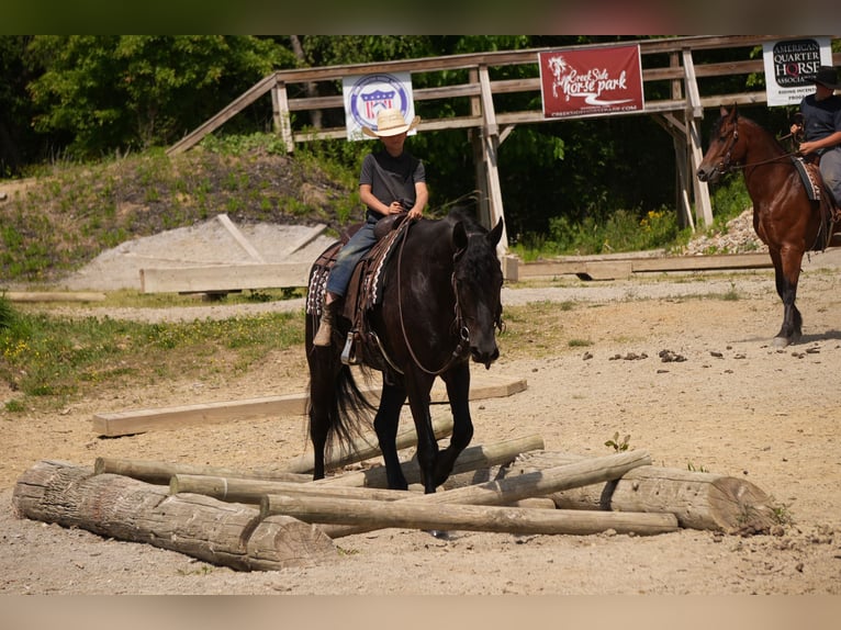 Frison Croisé Hongre 5 Ans Noir in Fresno