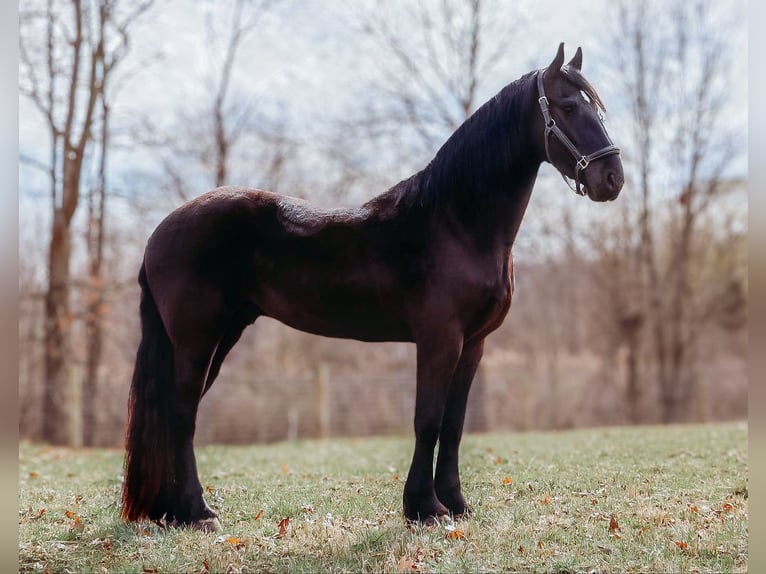 Frison Hongre 5 Ans Noir in Howell, MI