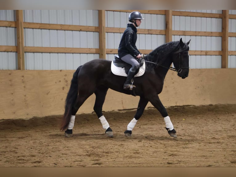 Frison Hongre 5 Ans Noir in Howell, MI