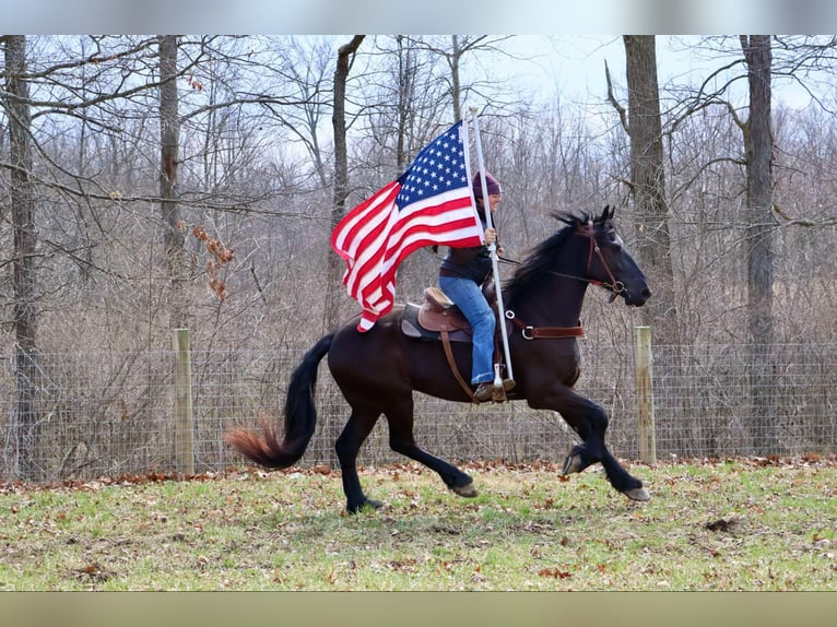 Frison Hongre 5 Ans Noir in Howell, MI