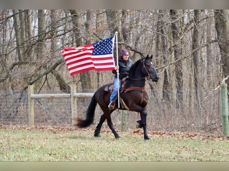 Frison Hongre 5 Ans Noir in Howell, MI