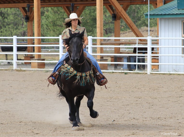 Frison Hongre 5 Ans Noir in Wendell